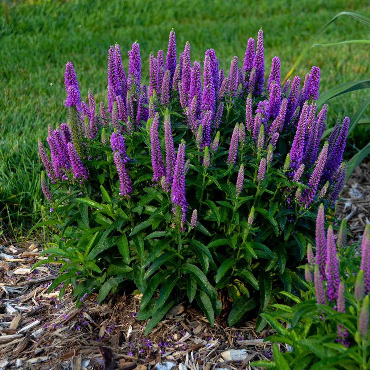 Veronica x  'Purple Illusion'