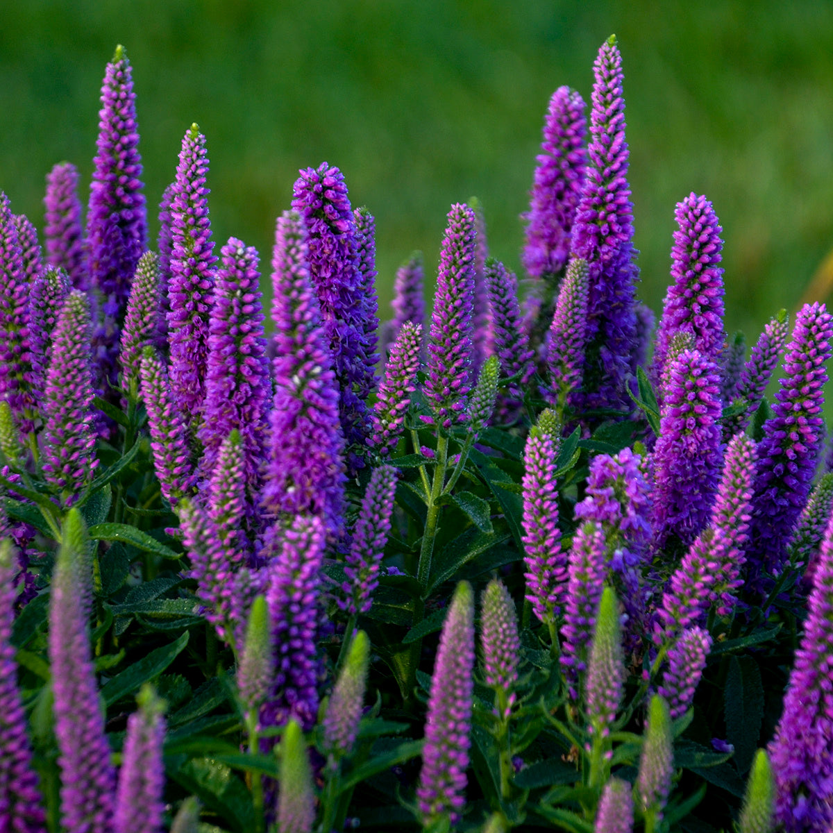 Veronica x 'Purple Illusion'