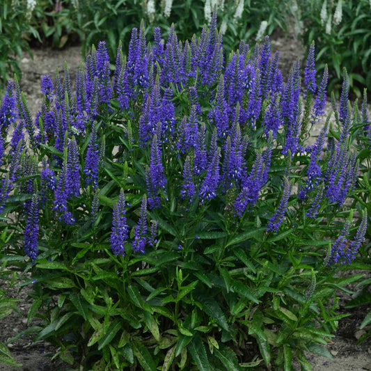 Veronica x 'Royal Rembrandt' (Speedwell)