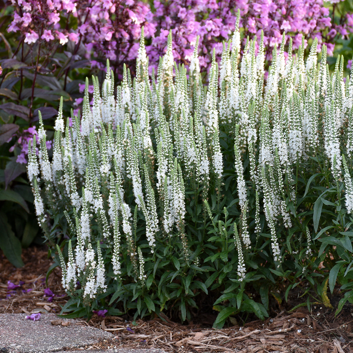 Veronica x 'White Wands'