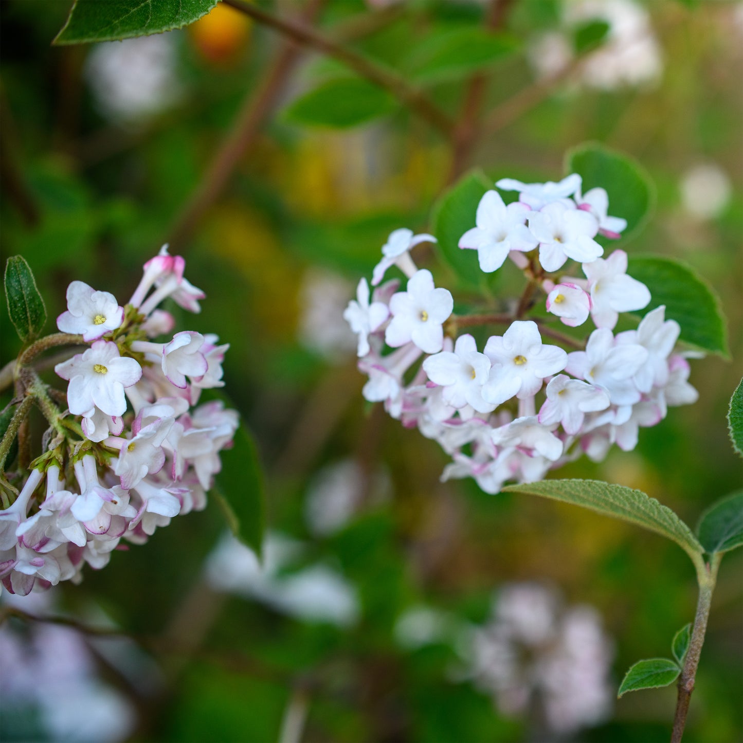 Viburnum carlesii 'Spice Baby'