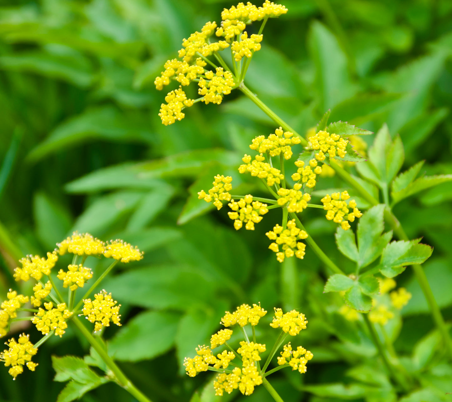 Ziza aurea