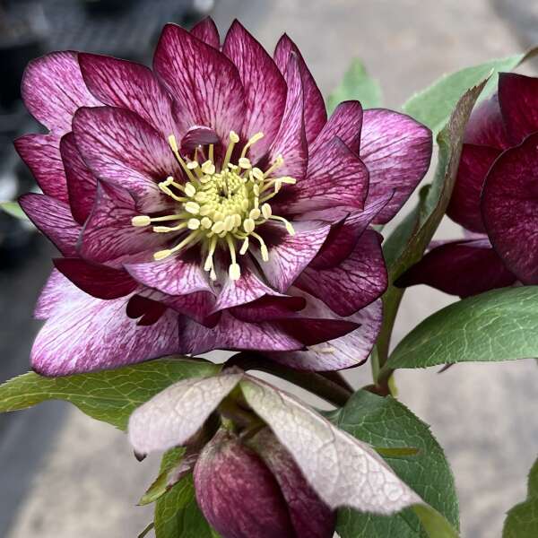 Helleborus x hybridus 'Whirlwind Romance'