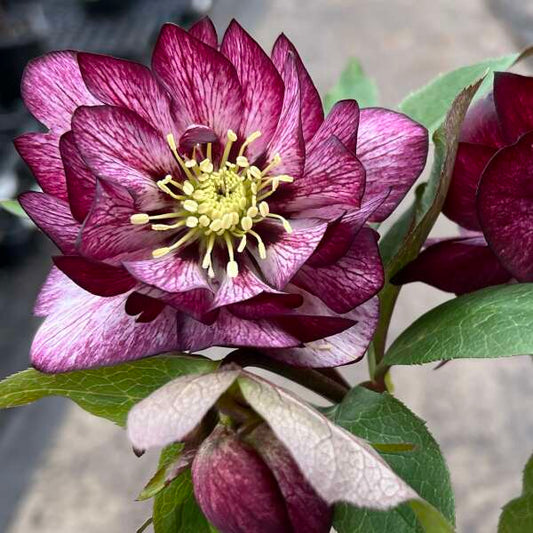 Helleborus x hybridus 'Whirlwind Romance'