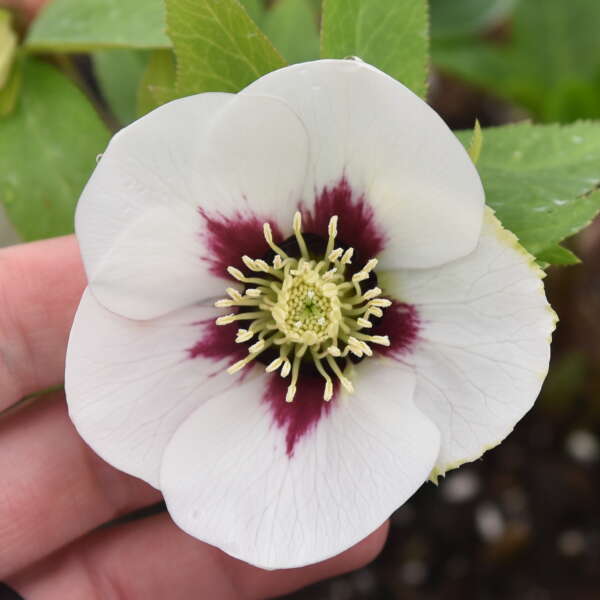 Helleborus x hybridus 'Swiss Alps'