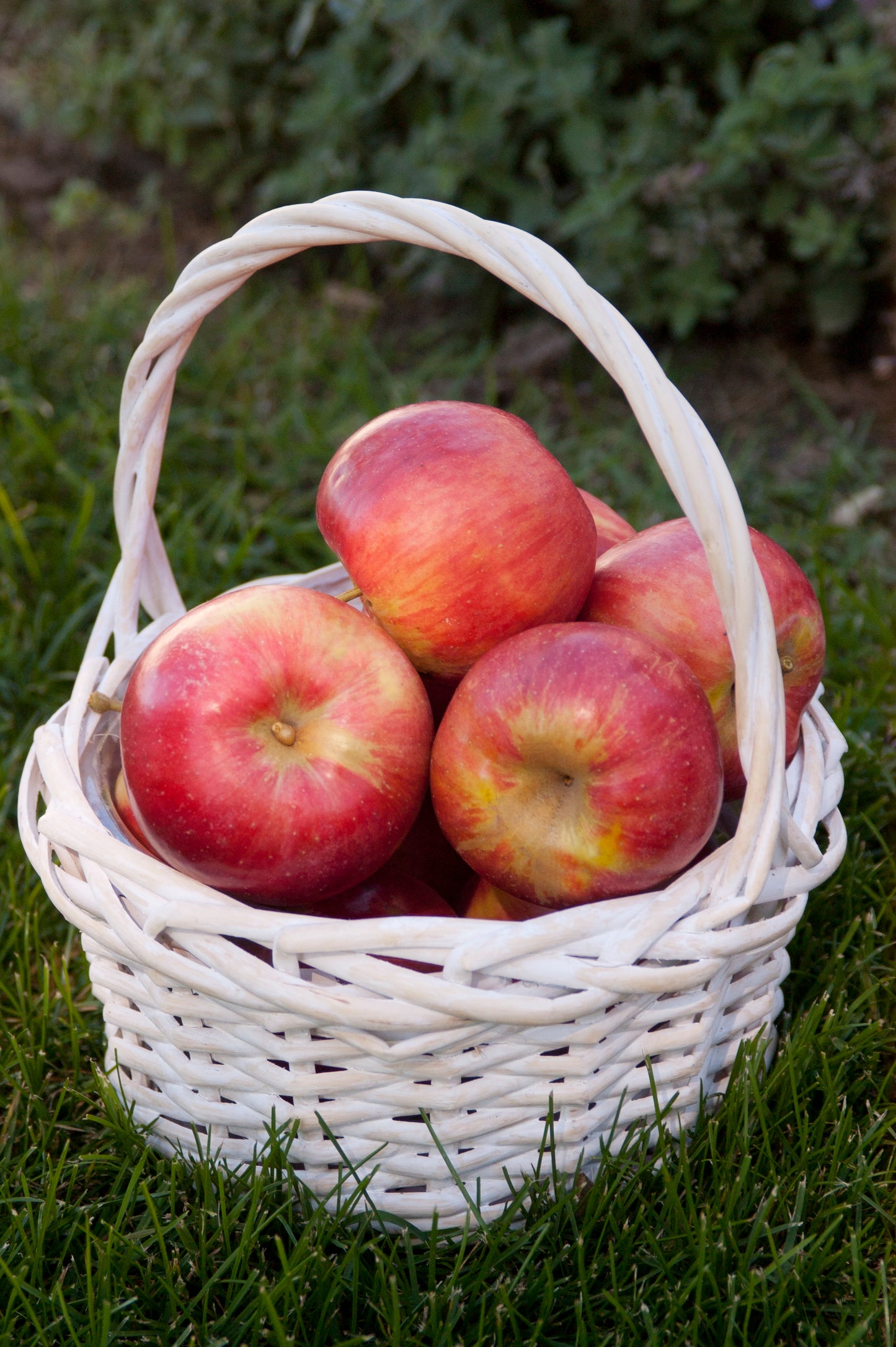 Malus 'Fireside' (Apple)
