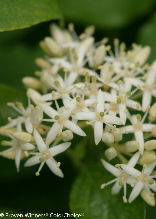Cornus sanguinea 'Artic Sun' (Dogwood)