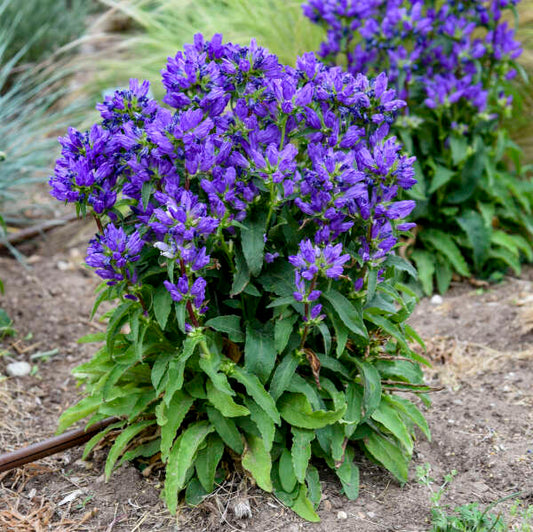Campanula glomerata 'Bells and Whistles'