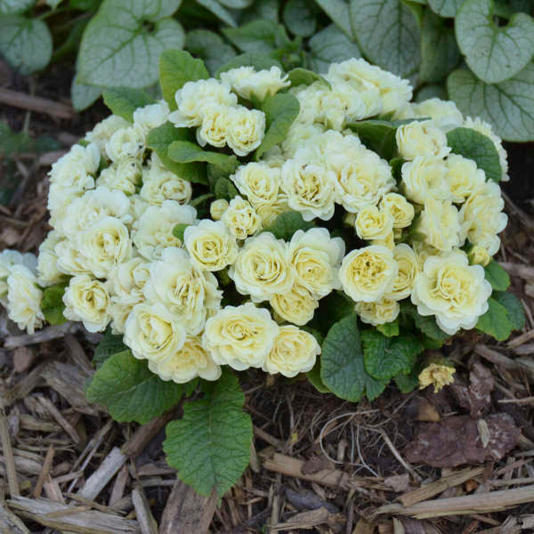Primula vulgaris 'Belarina® Cream' (Primrose)