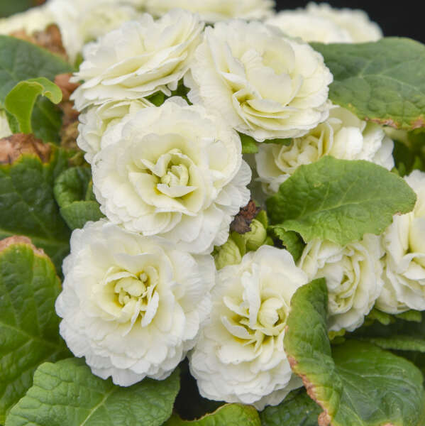 Primula vulgaris 'Spearmint' (Primrose)