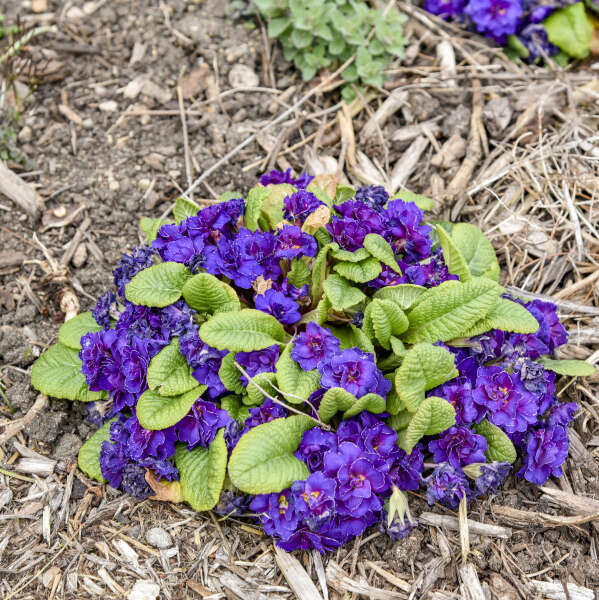 Primula vulgaris 'Violetta' (Primrose)