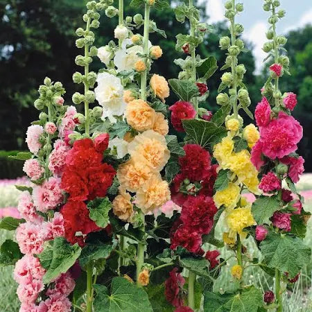 Alcea rosea 'Chater's Double' Mix