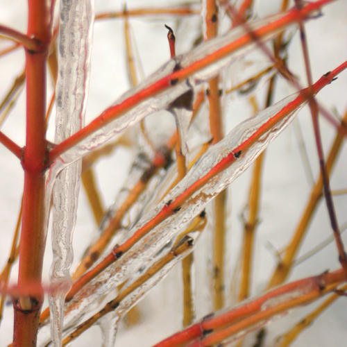Cornus sanguinea 'Artic Sun' (Dogwood)