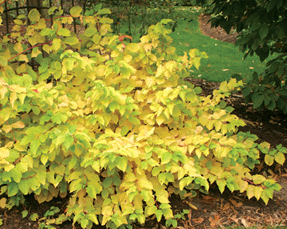 Cornus sanguinea 'Artic Sun' (Dogwood)