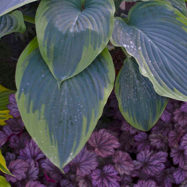 Hosta 'Wu-La-La'