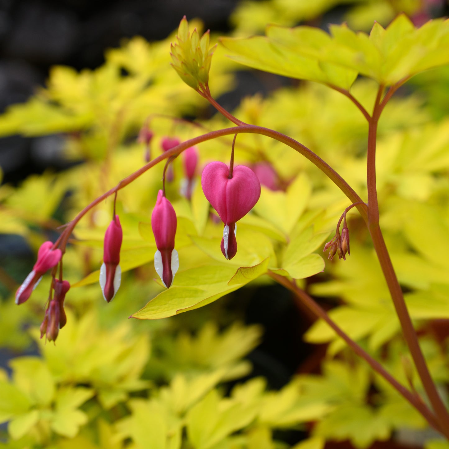Dicentra spectabilis 'Gold Heart'