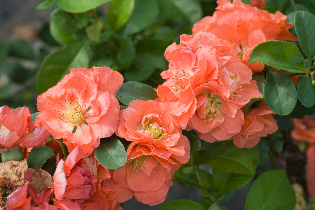 Chaenomeles 'Double Take Peach' - Quince