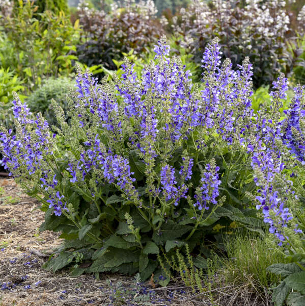 Salvia 'Big Sky'