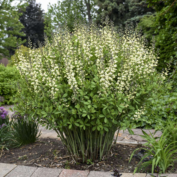 Baptisia 'Vanilla Cream II' (False Indigo)