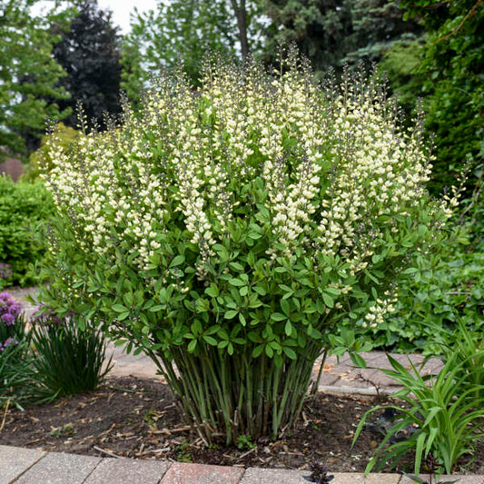 Baptisia 'Vanilla Cream II' (False Indigo)