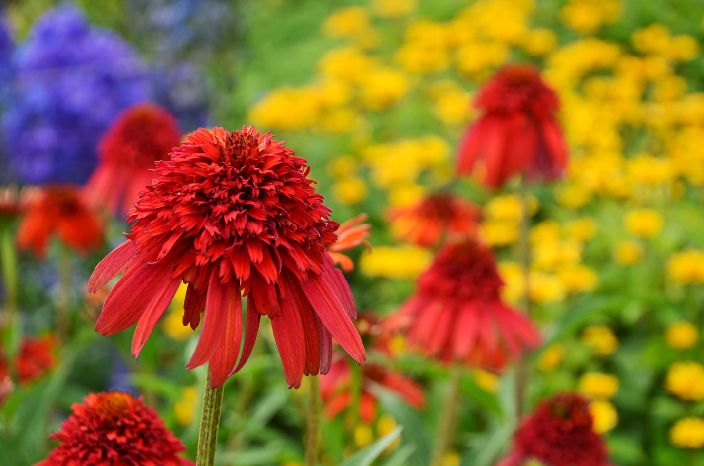 Echinacea x hybrida 'Hot Papaya' (Coneflower)