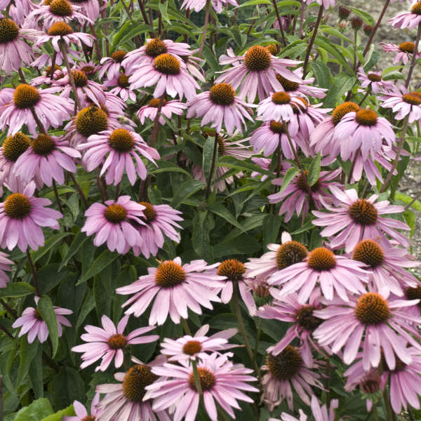 Echinacea purpurea 'Magnus'