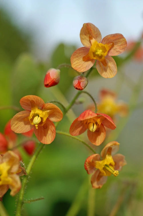 Epimedium x warleyense 'Orange Queen'