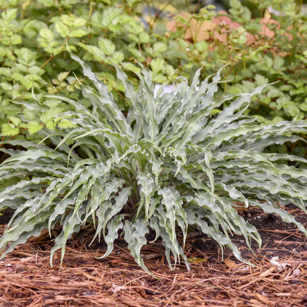 Hosta 'Silly String'