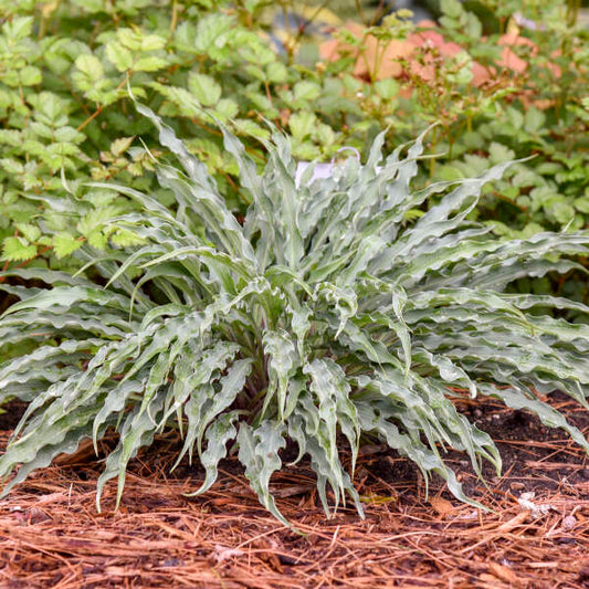 Hosta 'Silly String'