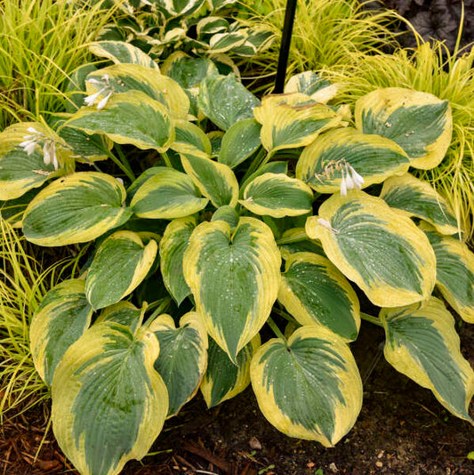 Hosta 'Chance Encounter'