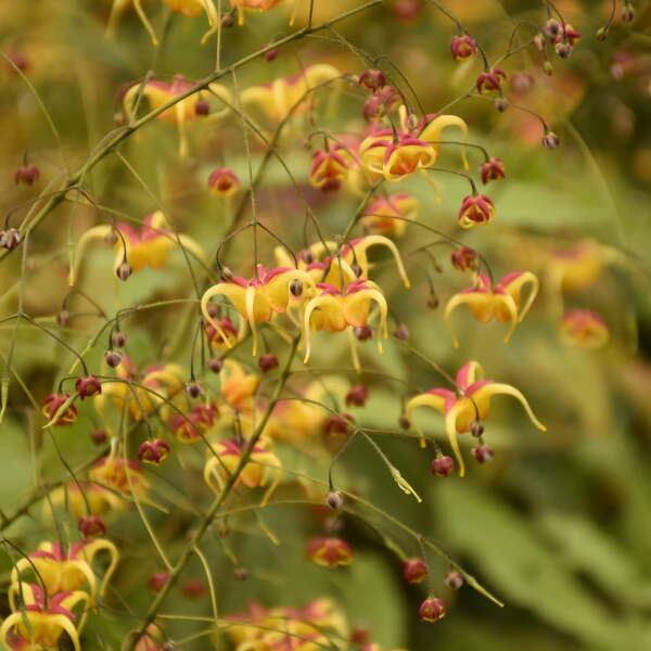Epimedium x 'Jester's Hat'