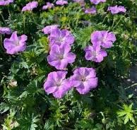 Geranium sanguineum 'Frivolius Lilac'