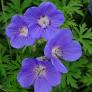 Geranium x 'Orion'