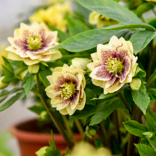 Helleborus x hybridus 'Father of the Bride'