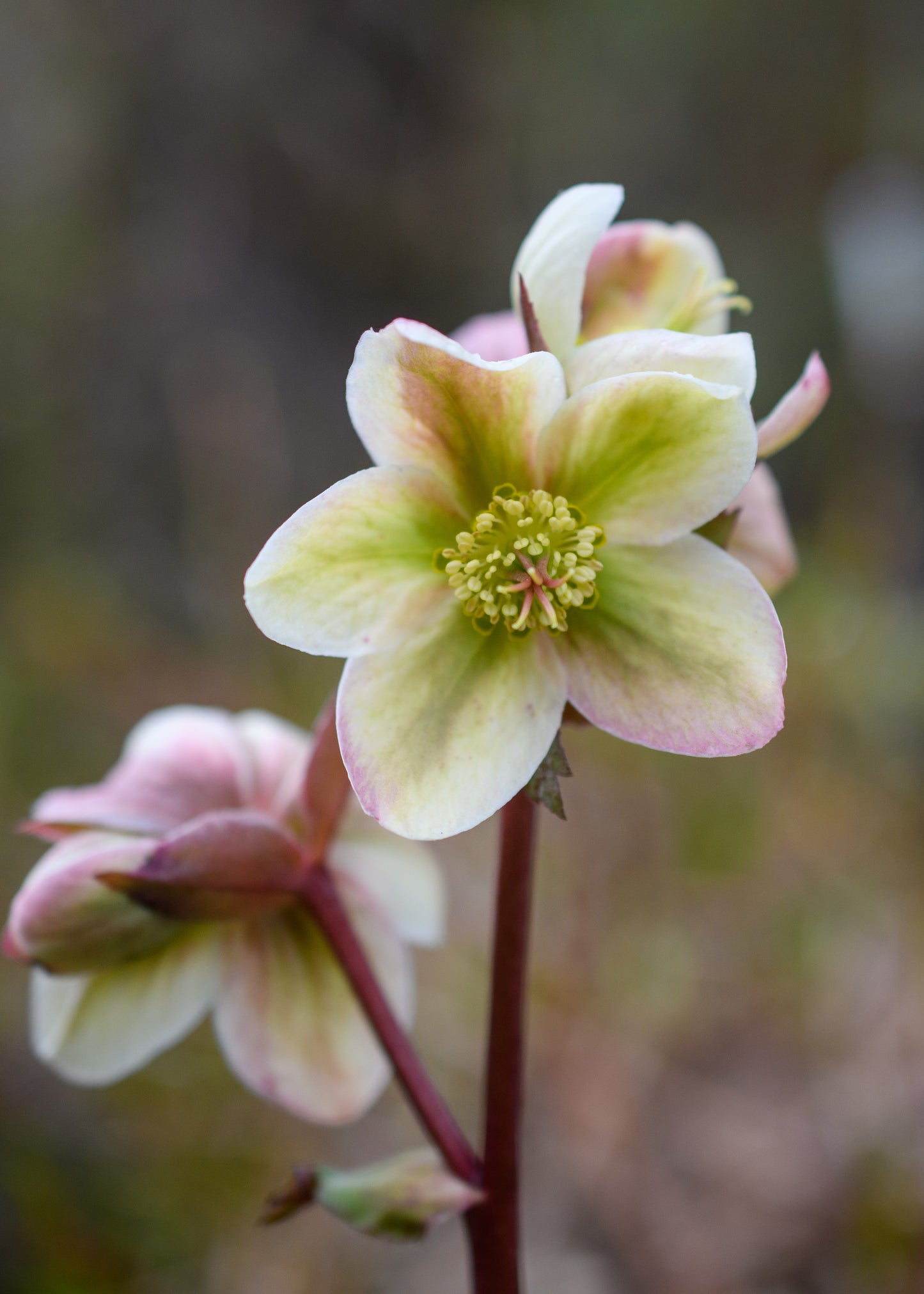 Helleborus  'Ivory Prince'