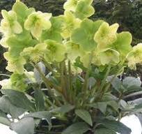 Helleborus x 'Winter Magic Snow Love'