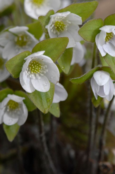 Hepatica acutiloba