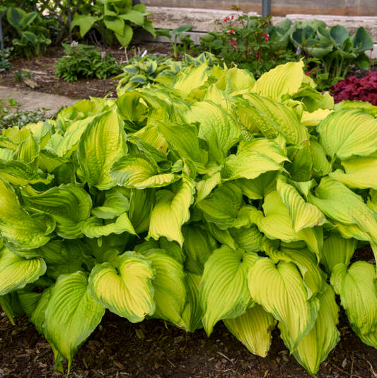 Hosta 'First Dance'