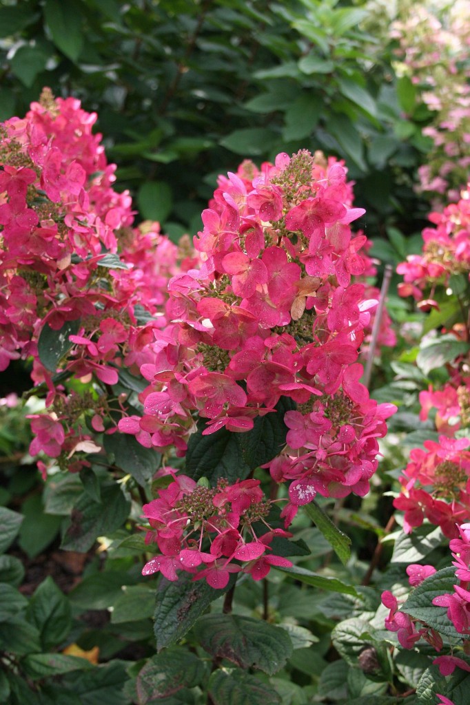 Hydrangea paniculata 'Magical Flame' - (Shrub)
