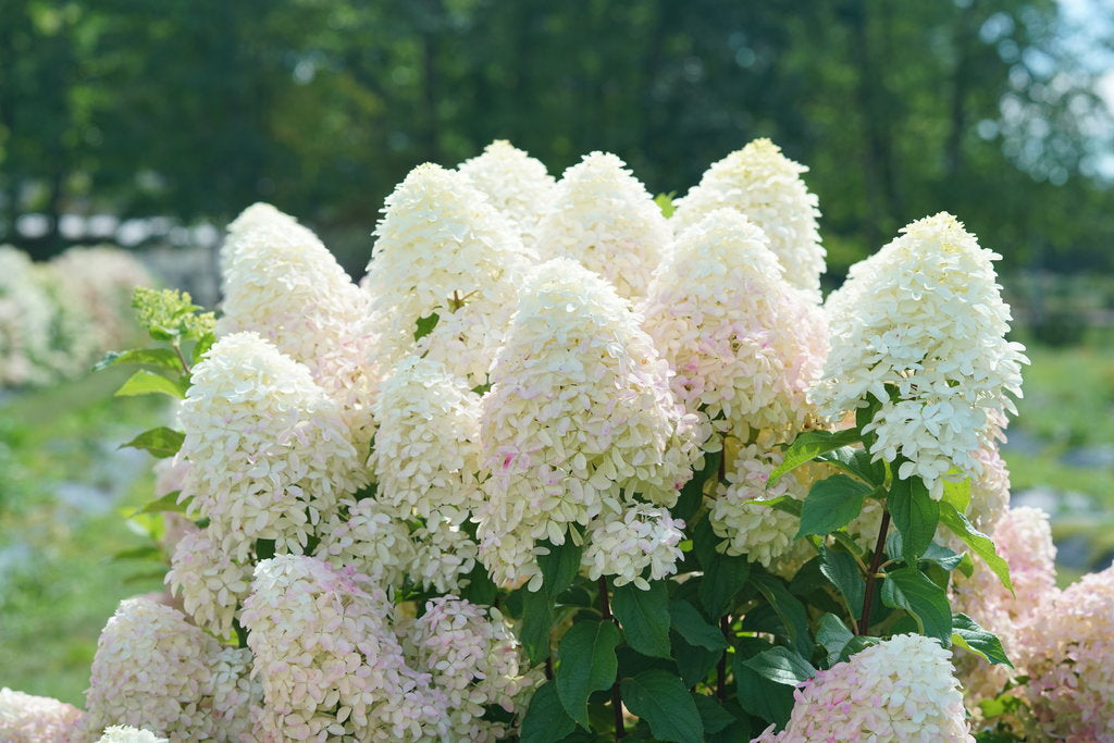 Hydrangea paniculata 'Quick Fire Fab' - (Shrub)