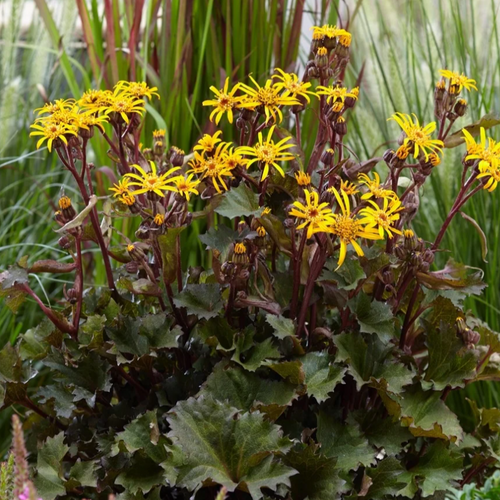 Ligularia dentata 'Little Golden Ray'