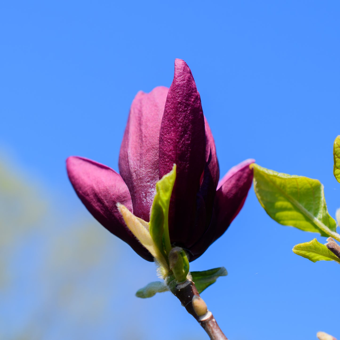 Magnolia 'Genie'