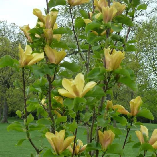 Magnolia x 'Judy Zuk'