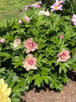 Paeonia Itoh 'All that Jazz'™
