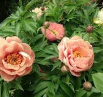 Paeonia Itoh 'Peach-A-Licious'™