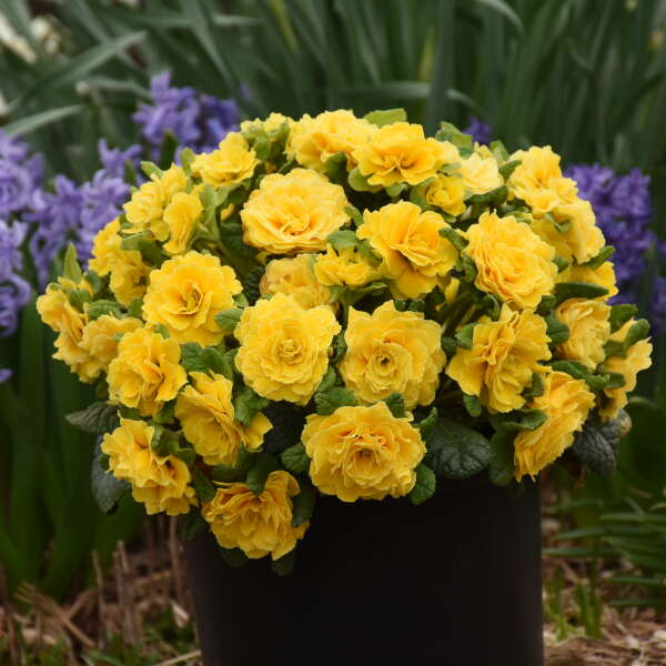 Primula vulgaris 'Prima Belarina® Spring Sun' (Primrose)