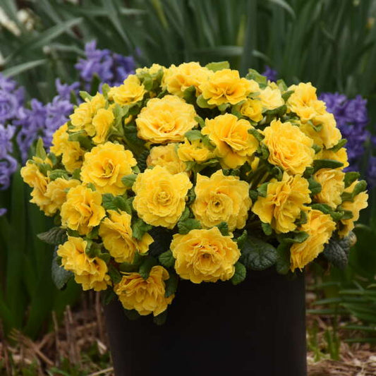 Primula vulgaris 'Prima Belarina® Spring Sun' (Primrose)