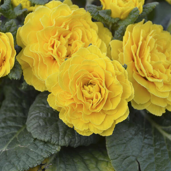 Primula vulgaris 'Prima Belarina® Spring Sun' (Primrose)