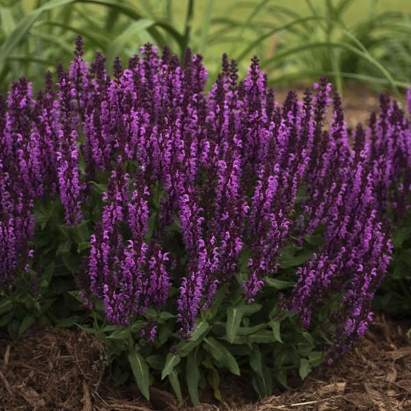Salvia nemorosa 'Bumbleberry'