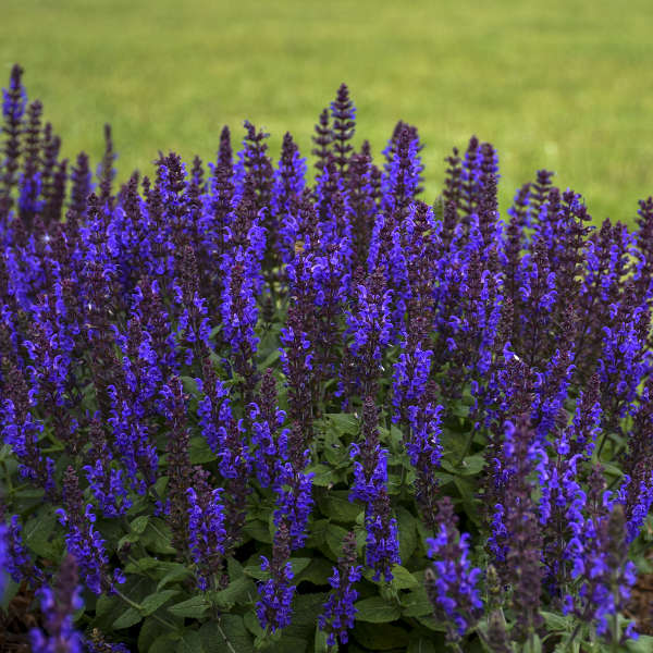 Salvia nemorosa 'Bumbleblue'